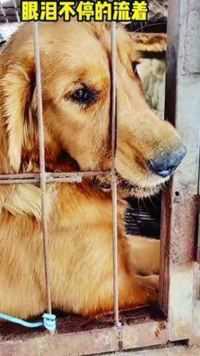 狗狗被M，关笼子里伤心哭泣，被救下洗刷出来像极了 一样，漂亮极了#狗狗
