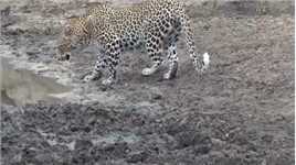 花豹碰见鳄鱼的搞笑场面，花豹：真当我是傻子？老牛的做法够解气。#动物