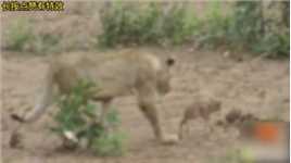 狮子母性大发，小羚羊秒变“小狮子”？狒狒的操作预示了结局 #动物世界 #狮子 #弱肉强食