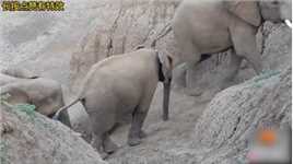 小象爬不上斜坡，家族成员现暖心一幕，大象之间的情感犹如人类 #动物 #大象 