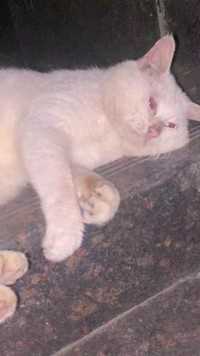 它只是一只精神病院的小猫，它不用考虑今天做实验造不造数据