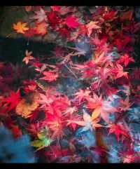 知秋、遇秋、看秋，起舞秋风中，片片枫叶情………今夕枫叶红了，秋之微笑你收到了吗？