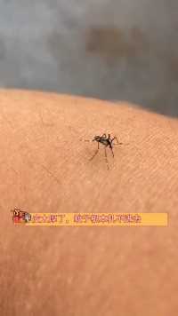 人类的皮能有多厚，就蚊子都叮不动