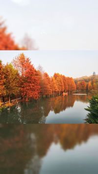 南京燕雀湖～水杉渐红美如童话秘境，像是一幅画静静地呈现在眼前。