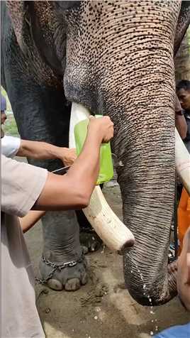 泰国成年大象，锯下象牙保护自己的安全，全程由泰国高僧来完成！