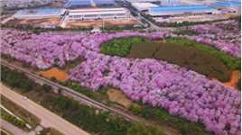 不成熟的一镜到底：柳州紫荆花林