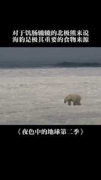 对于饥肠辘辘的北极熊来说，解决温饱是最重要的