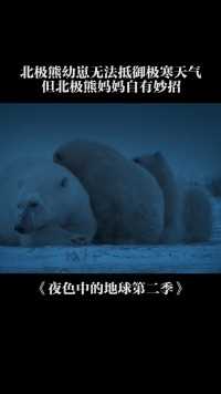 暴风雪的严寒天气，北极熊幼崽瑟瑟发抖