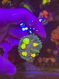 繁殖珊瑚