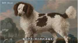 每日艺术 | 棕白色的诺福克犬 2021-11-23