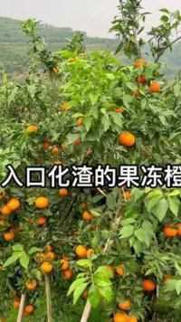 曙光团队推荐，38号爱媛果冻橙，谢谢朋友们的支持！