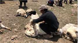 藏民在剪羊毛