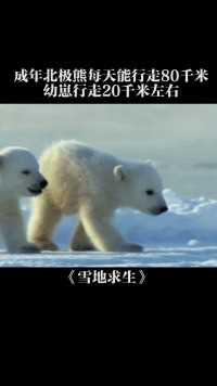 心疼！北极熊宝宝一天行走50千米，柔嫩的小脚掌疼痛不已