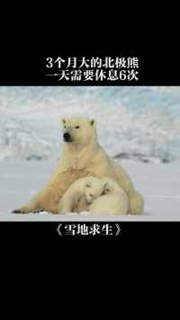 关于北极熊的几个冷知识，没想到你是这样“表里不一”的熊
