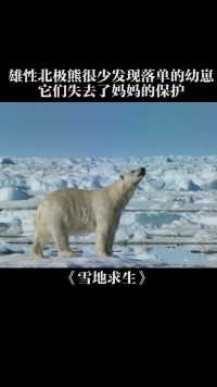 雄性北极熊最喜欢干的事，就是寻找落单的幼崽
