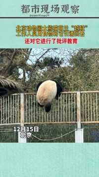 北京动物园大熊猫萌兰“越狱”，工作人员用食物将它引诱回去，还对它进行了批评教育@