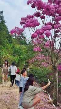 #周末去哪玩 永湖的风铃木花期快过了，想去的抓紧时间#紫花风铃木