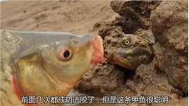 鱼儿想要挑衅甲鱼，但被甲鱼咬住嘴部，后悔来不及！