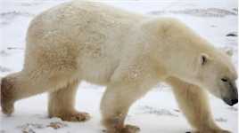 被骗了20年，北极熊不是白色的，连毛也不是白的！