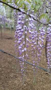 进口紫藤花打包发货，秋季养根，春季爆花