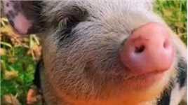 在爱的人身边你只需要做一只快乐的小猪就好啦#勇敢猪猪不怕困难