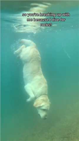 游泳的狗子#宠物#狗