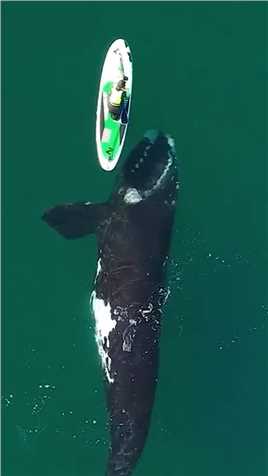 鲸鱼#鲸鱼#海洋生物#动物