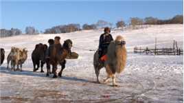 冬季坝上，我们的骆驼队🐫