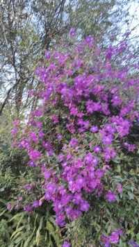 景迈山紫杜鹃花盛开了，你看见了吗