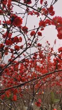 春已至，桃花朵朵开！人面桃花相映红！让我忘不掉！