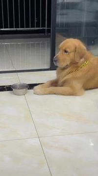 狗：铲屎官你就知道欺负我，狗：我也不会让你吃的。
