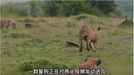 这群鬣狗太飘了，不但抢母狮的食物，还直接对母狮发动进攻