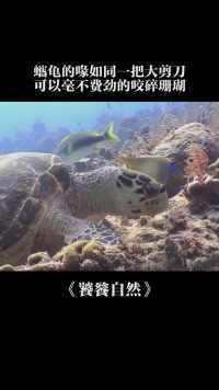 蠵龟的喙如同一把大剪刀,蠵龟能毫不费劲的咬碎珊瑚