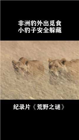 非洲豹外出觅食，吩咐幼崽安全隐藏，生存实在处处都是危机#纪录片