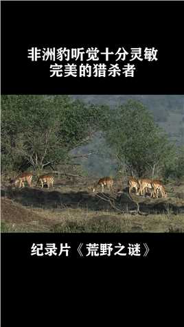 非洲豹听觉十分灵敏，找到绝佳位置狩猎，完美的猎杀者#纪录片