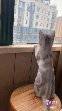 外面的世界多精彩，趴在窗沿上
小猫咪对外面的世界充满好奇心❤