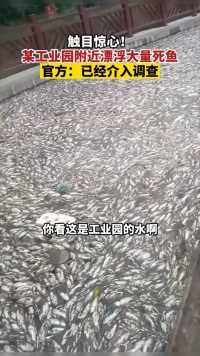 湖南常德，某工业园区附近漂浮大量死鱼，官方已介入调查
