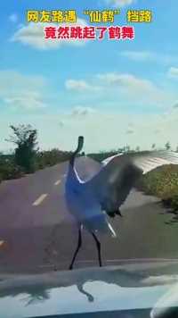 黑龙江。网友开车偶遇一只鹤挡路，竟然还翩翩起舞了起来！