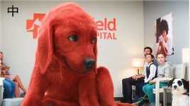 一只巨型红毛狗，获得了所有人的喜欢，却被无良商人盯上