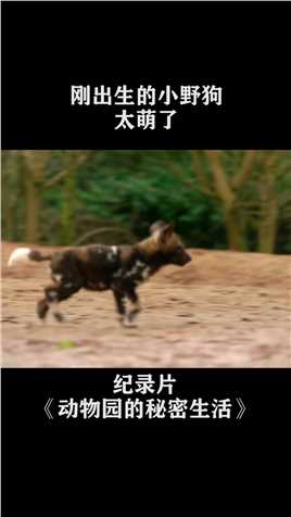 刚出生的小野狗，这耳朵也太萌了，真是太可爱了#纪录片