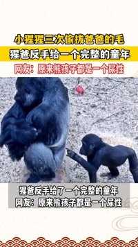 小猩猩三次偷拔爸爸的毛，猩爸反手给了一个完整的童年，网友：原来熊孩子都是一个尿性