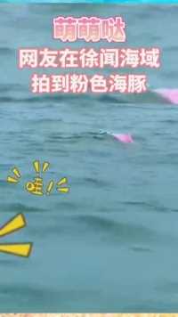 网友拍到粉色海豚，太萌了