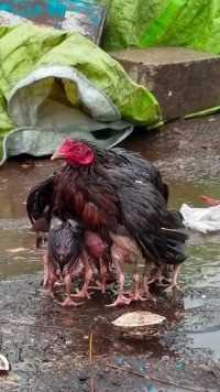母爱不分种族，鸡妈妈在给鸡宝宝撑起爱的翅膀。#动物 