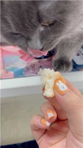 一只敲爱吃面包的猫~#吃货猫 #贪吃猫 #馋猫 