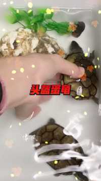 头盔蛋龟
