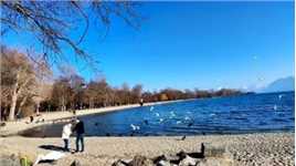 #带你去看海 #聆听大自然 #日内瓦湖 去学校旁边的湖边走一走，巴适～