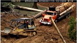 婆罗洲木钢之战，千年大树与推土机上演拔河比赛，这才是真较量！#纪录片 