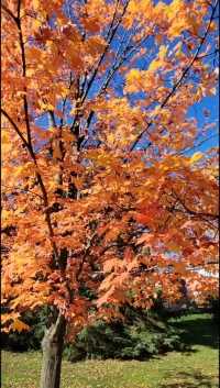 有一种凋谢，从未枯萎。五彩的秋叶，诠释着美丽的神话。