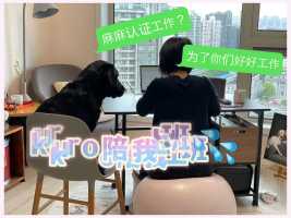 KURO陪我上班[Lol][Lol]。#拉布拉多犬 #萌宠物 #在家上班#封闭生活