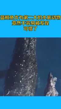 蓝鲸鱼作为第二大的水底动物，竟然不容易被发现，可惜了！